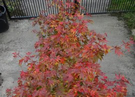 acer trees 002